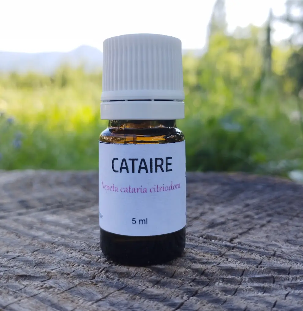 Huile essentielle de cataire citronnée 5 ml 